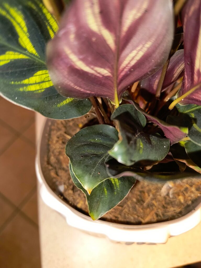 Are they cochineal?