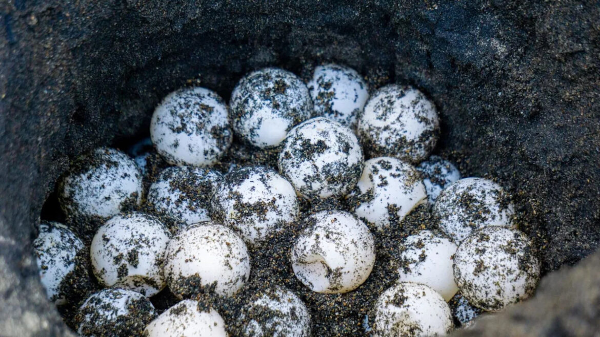 ‘Something you don’t see every day’ Yahoo lifestyle home