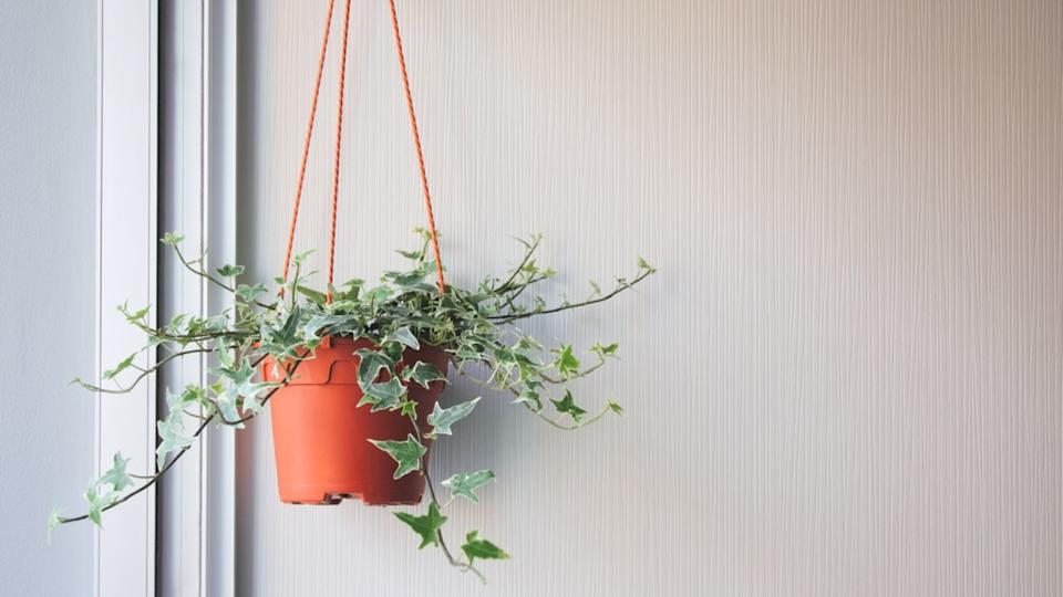 English or European, Ivy vines in potted hanging on backdrop of white wall in living room with copy space, Home decor