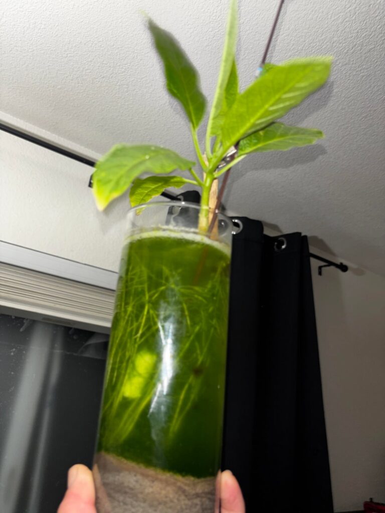 I’m running a little experiment with a few brugmansia cuttings, how long do you think they could survive in water and do you think they can eventually flower living in water?