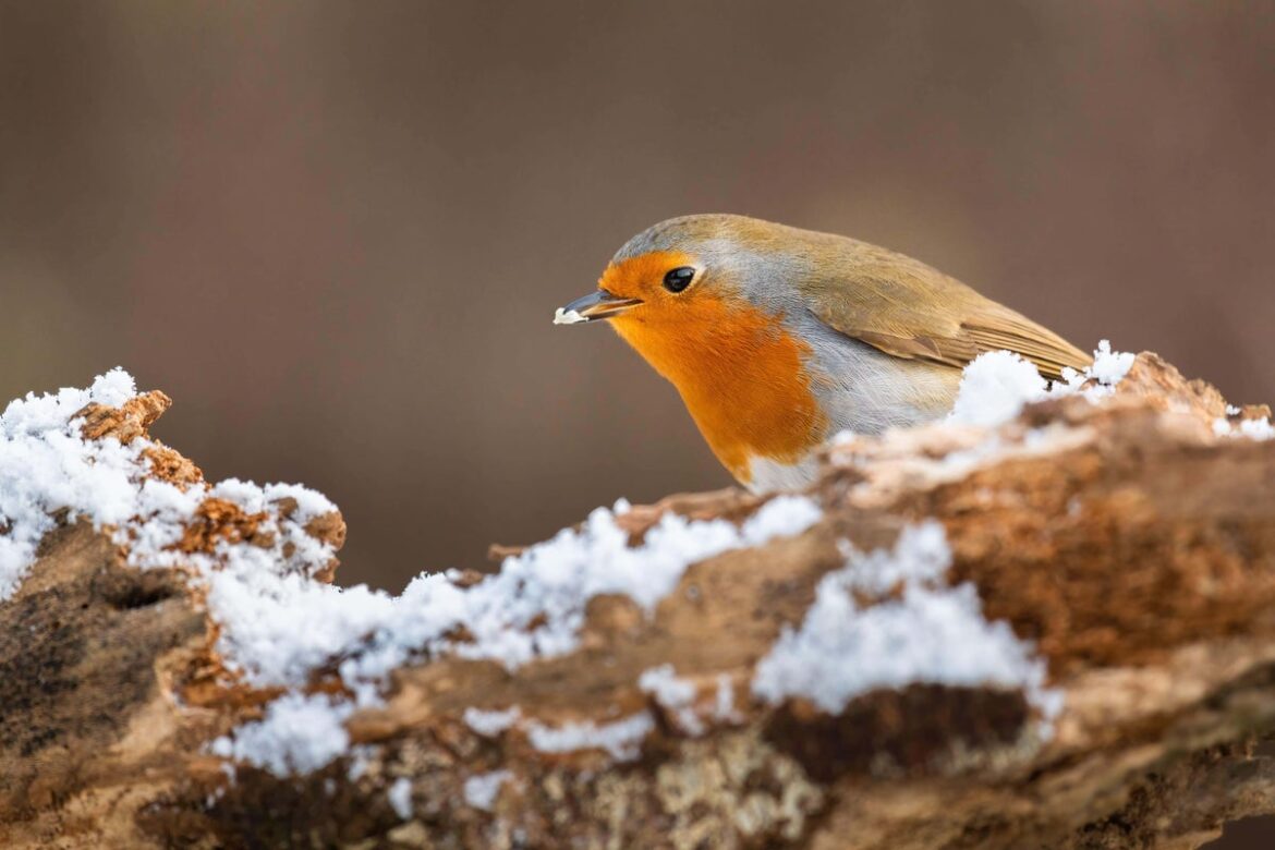 How to support wildlife in cold snaps