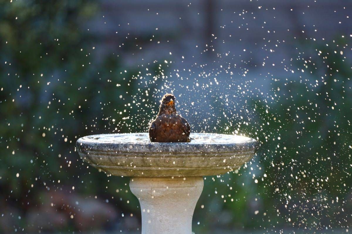 A bird in a bird bath