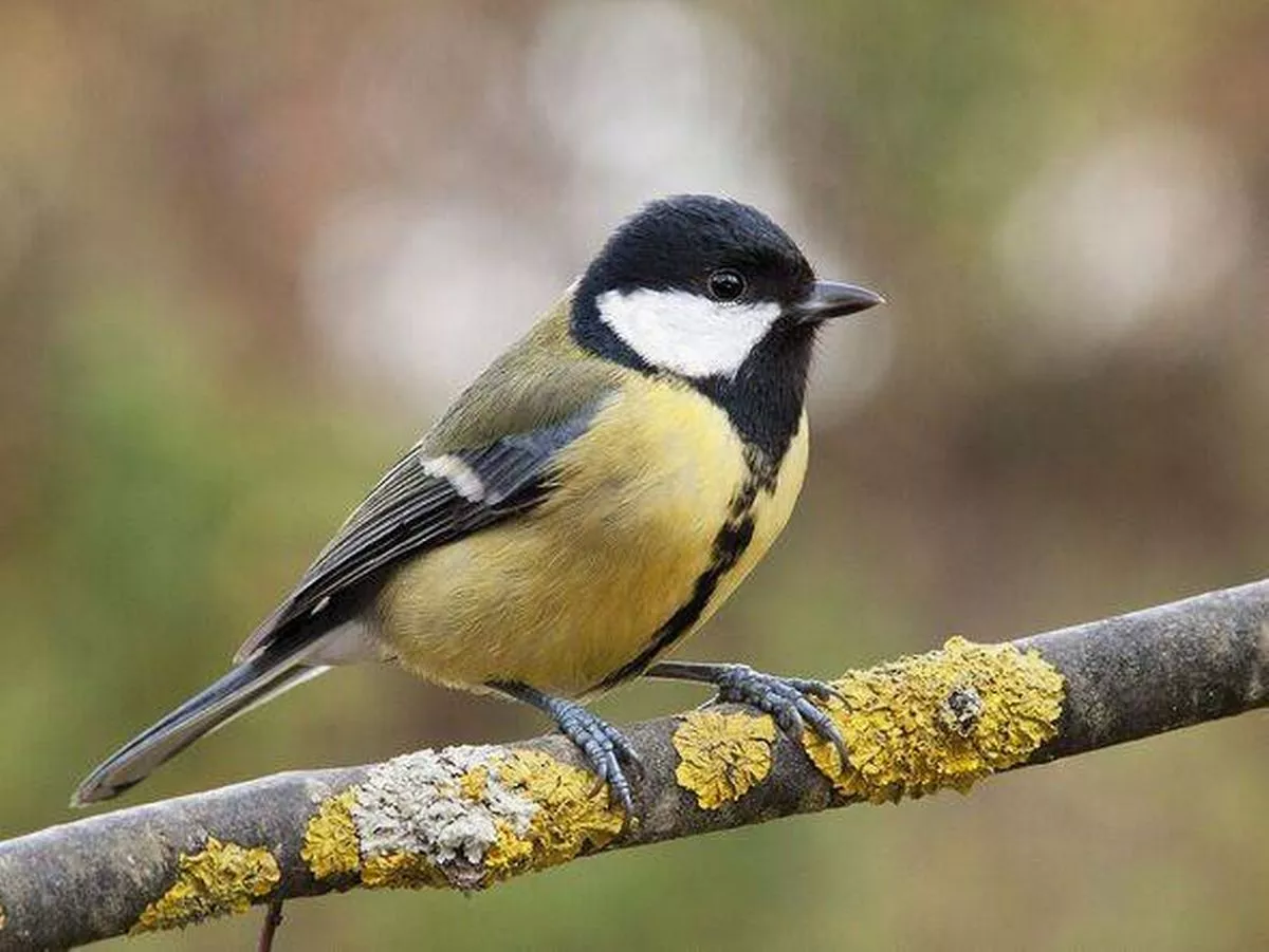Bird species, great tit (Parus major)