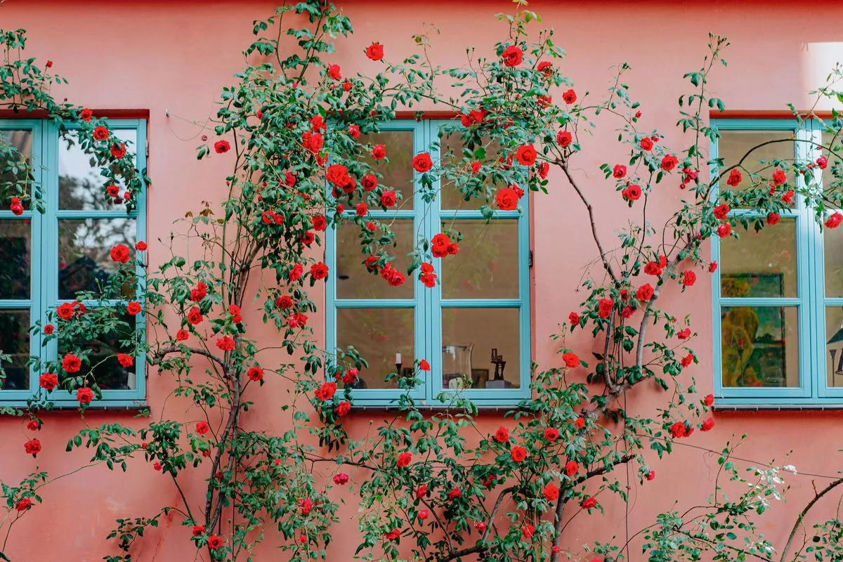 Climbing rose surrounds the front of a pink house with blue windows