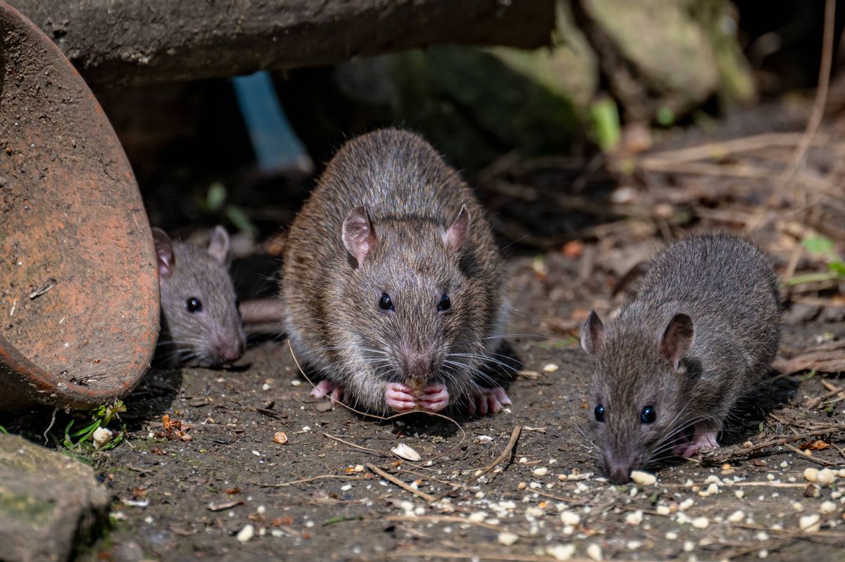 A closeup shot of tree young rats near a filthy can on the floor