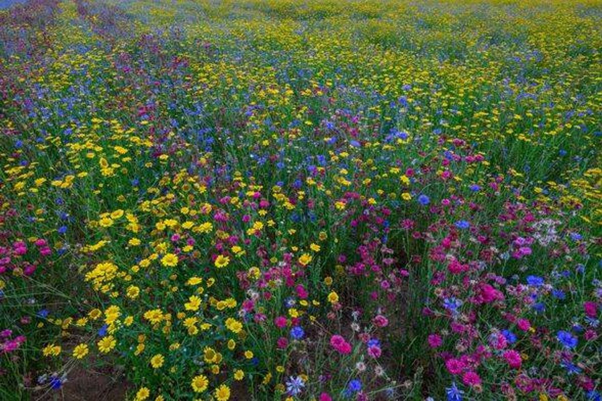 Colourful flower meadow