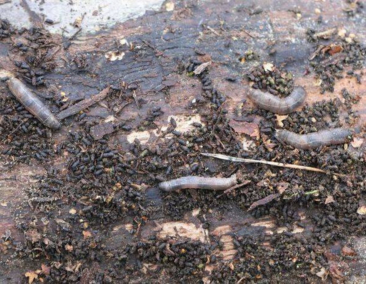 Cranefly larva or leatherjacket (Tipulidae).