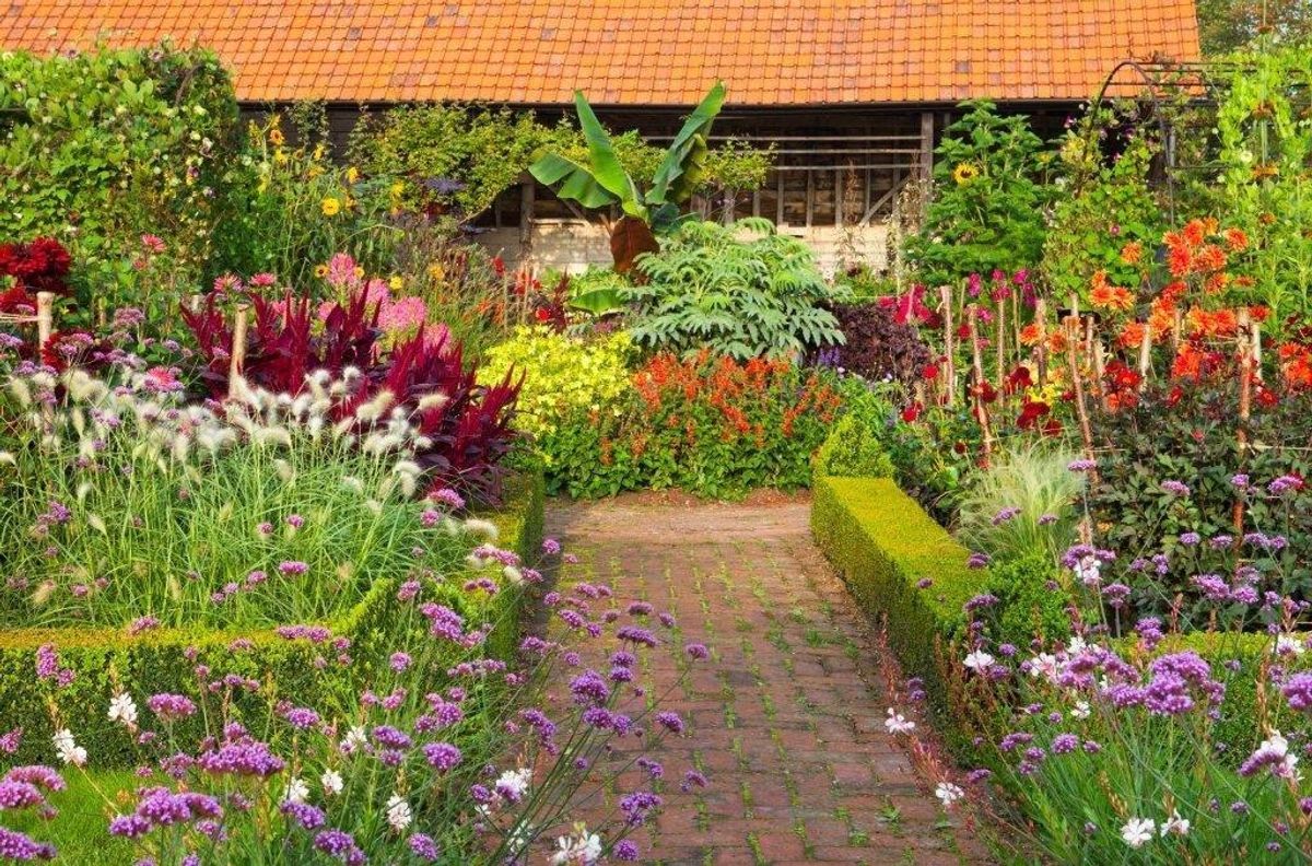 Tulip season is in full swing