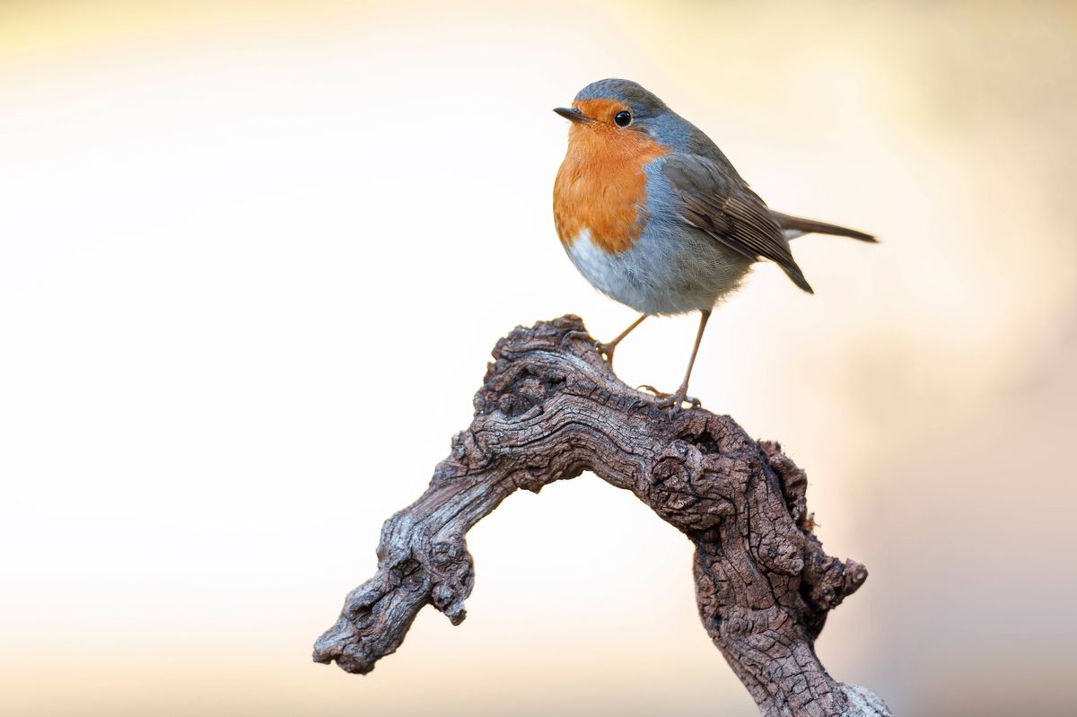 European robin (erithacus rubecula) perched on a branch on January 15, 2023 in Castilla Leon, Spain.
