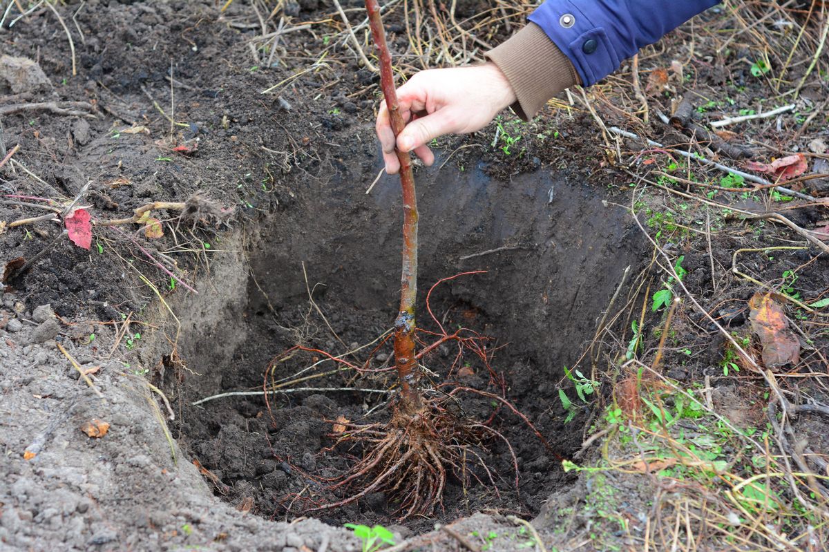 Gardener planting fruit tree in the planting hole. Placing the fruit tree with spread roots in the center of a planting hole.