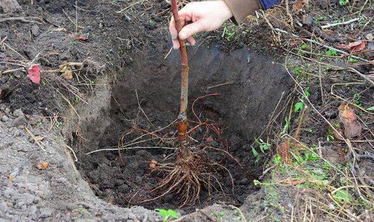 Gardener planting fruit tree