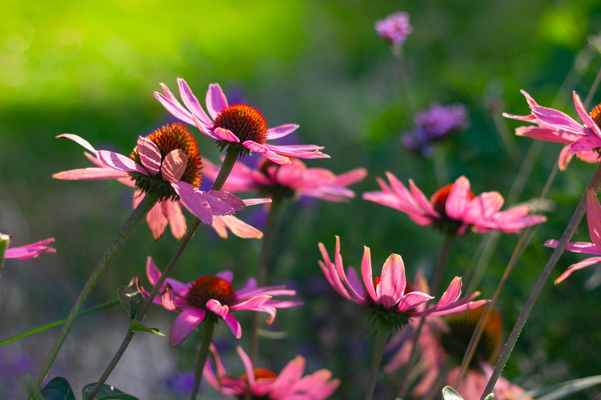 purple echinacea flowers in the meadow, close up. nature, herbs