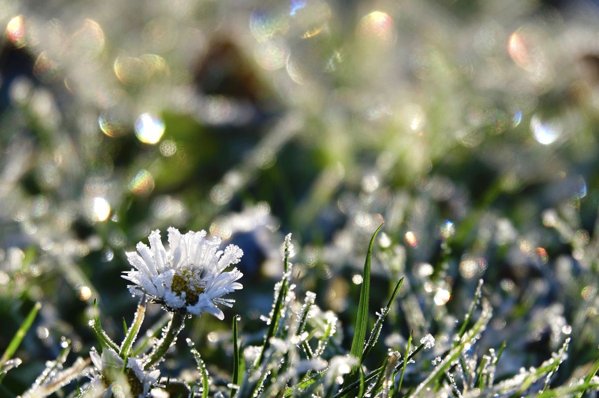 Plants like daisys flowering at this time of year are a worrying sign of climate change but scientists need more data