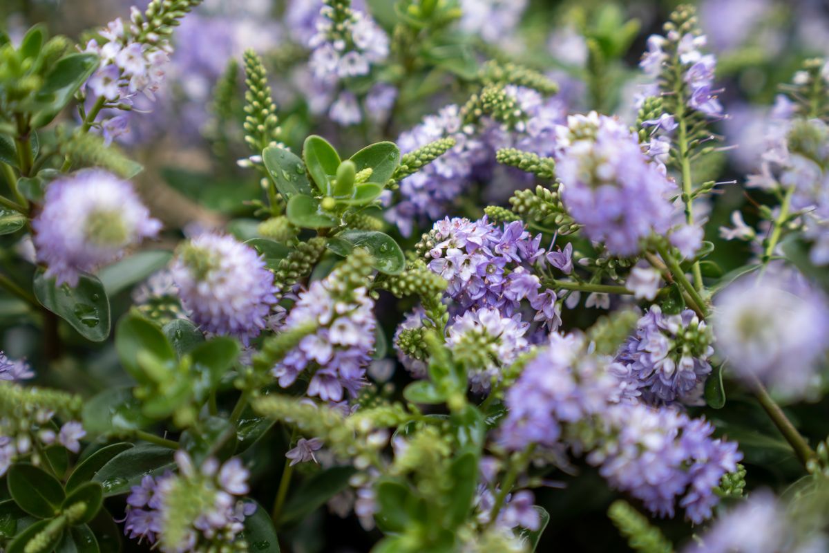 A purple Hebe (Veronica shrub) flower in close-up