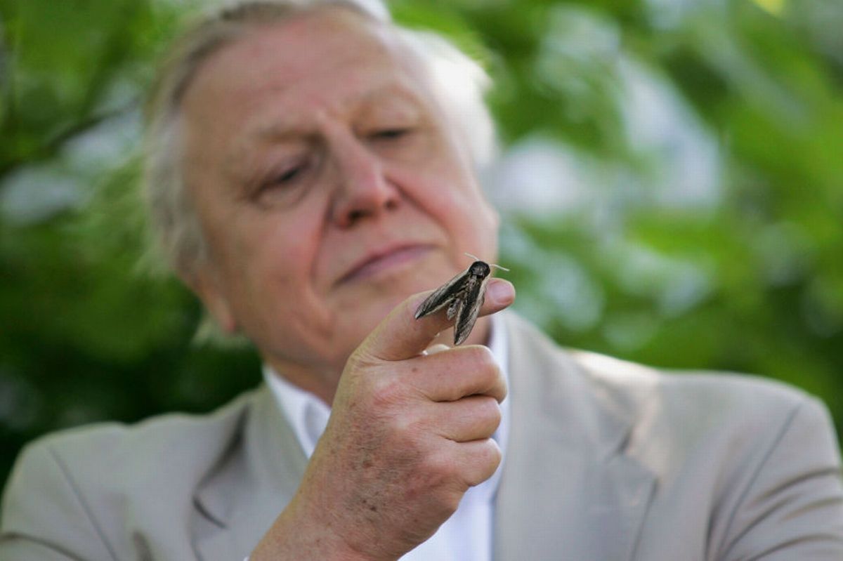 LONDON - MAY 02:  Sir David Attenborough launches National Moth Recording Scheme at London Zoo on May 2, 2007 in London.