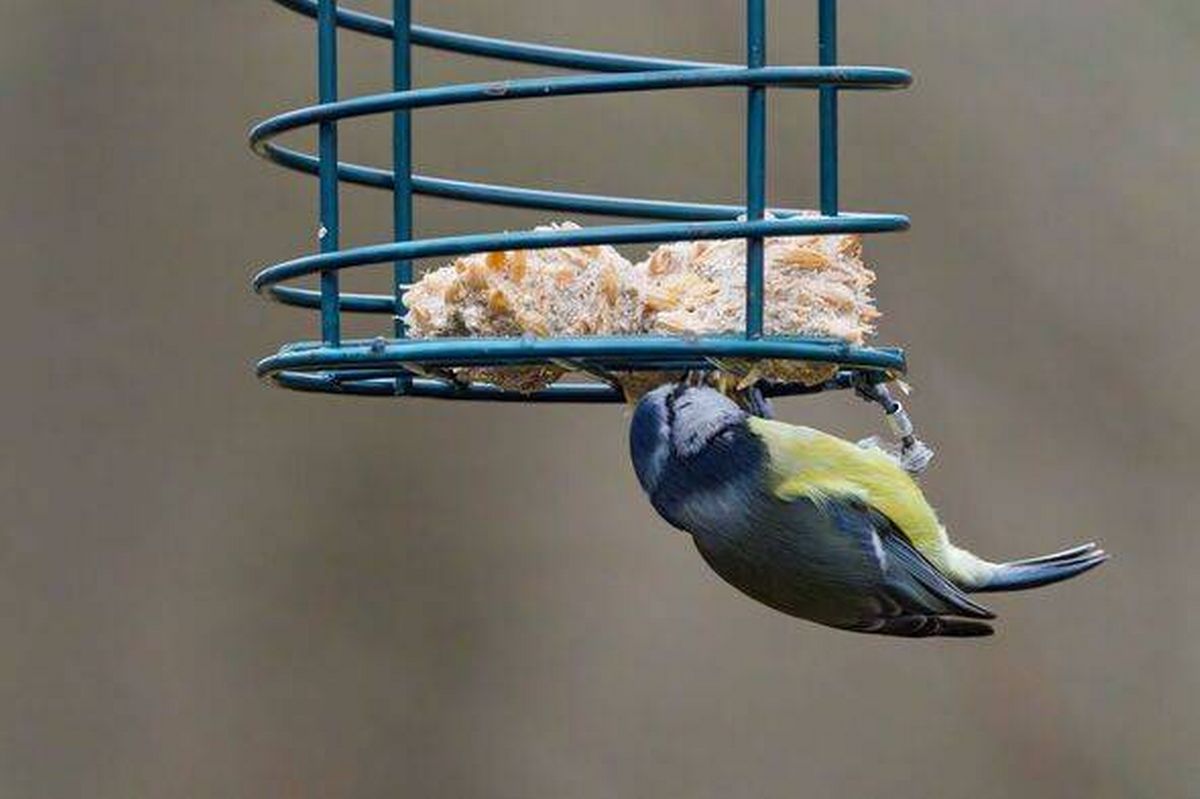 Gosforth Park Nature ReserveBlue tit bird hanging upside down feeding from green metal bird feeder in outdoor garden setting