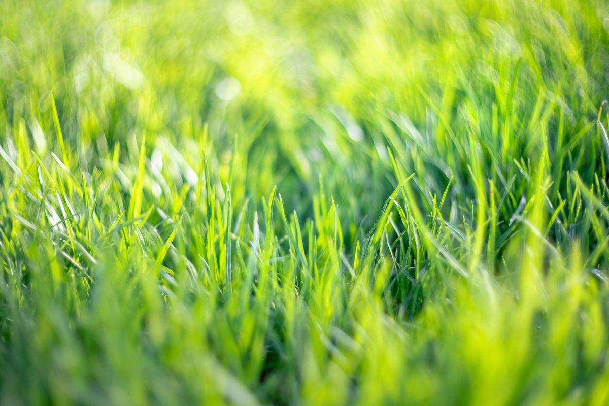Green grass in sunlight close up