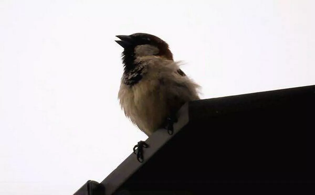 House sparrow