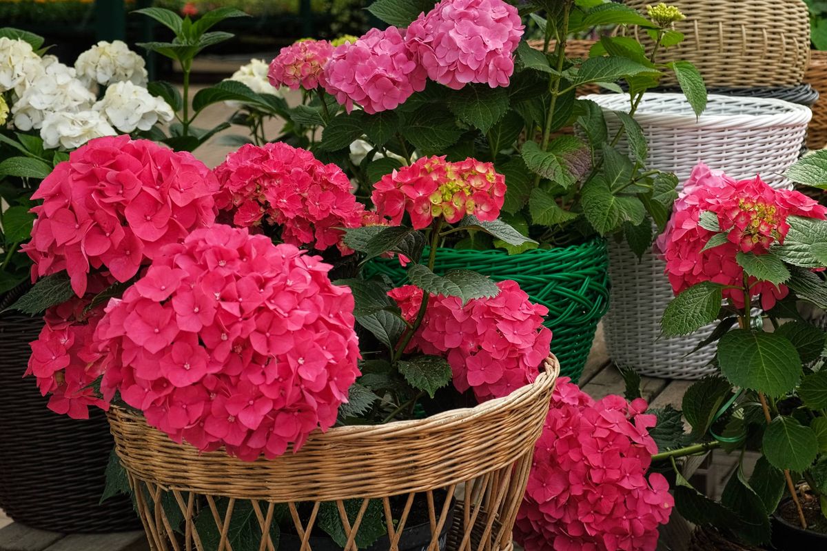 Hydrangea blooming. Blue, purple and pink heads of hydrangea flower petals. Beautiful Garden. Landscaping trend. Shrubbery blooms in the backyard. Scenic of nice landscaped. Green home design. Closeup