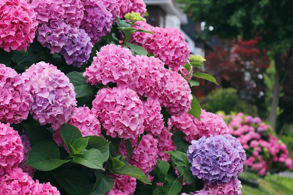Gorgeous blooms of Hydrangea in pink and purple