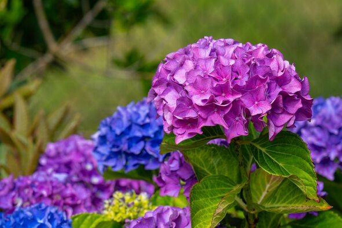 Hydrangeas