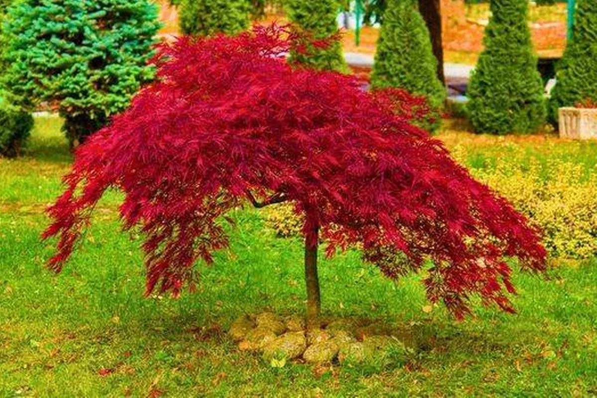 Pictured is a Japanese maple tree