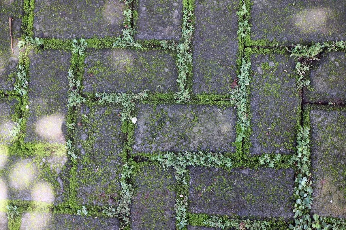 A close up view of a stone pathway with moss and small plants growing in the cracks between the stones, showcasing a natural, rustic texture.
