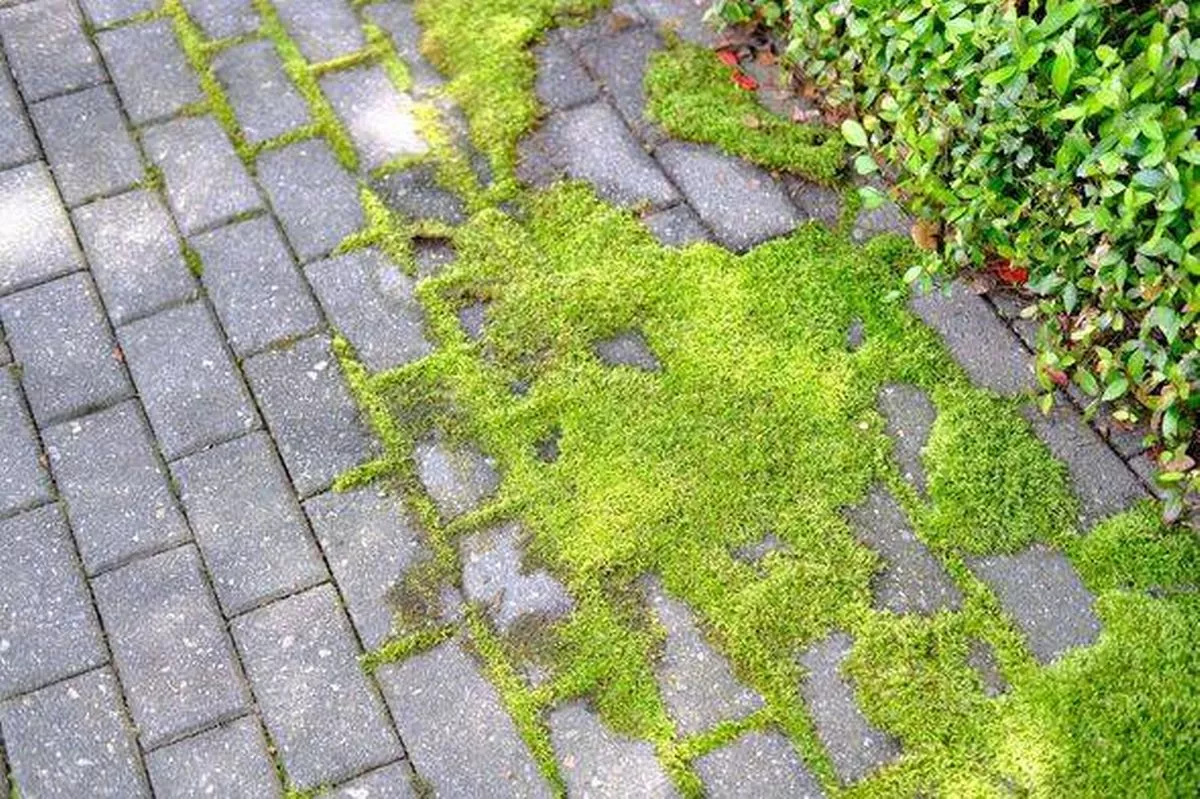 Moss growing on paving