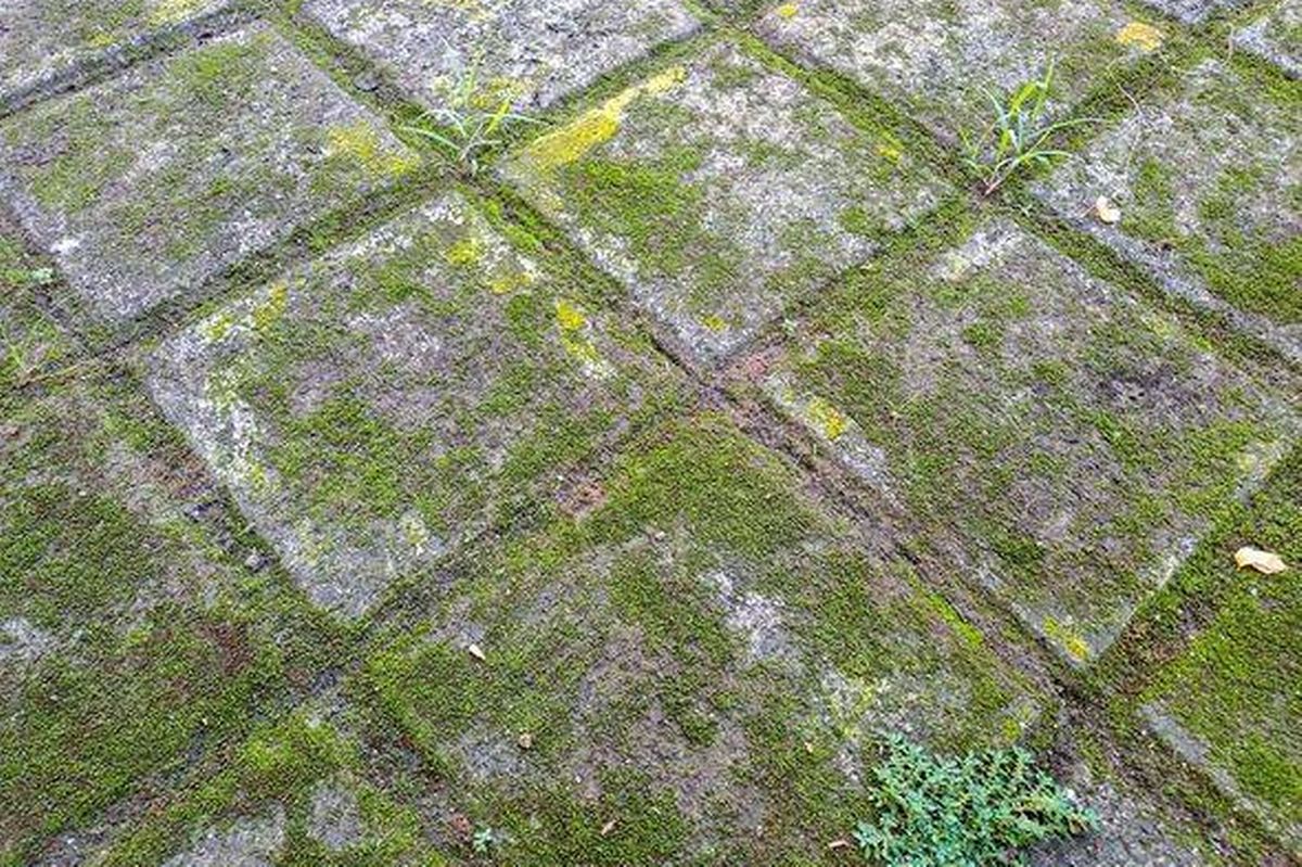 Moss on the Moss on the sidewalk. Rusty stone wall green texture background. Paving stones with some moss