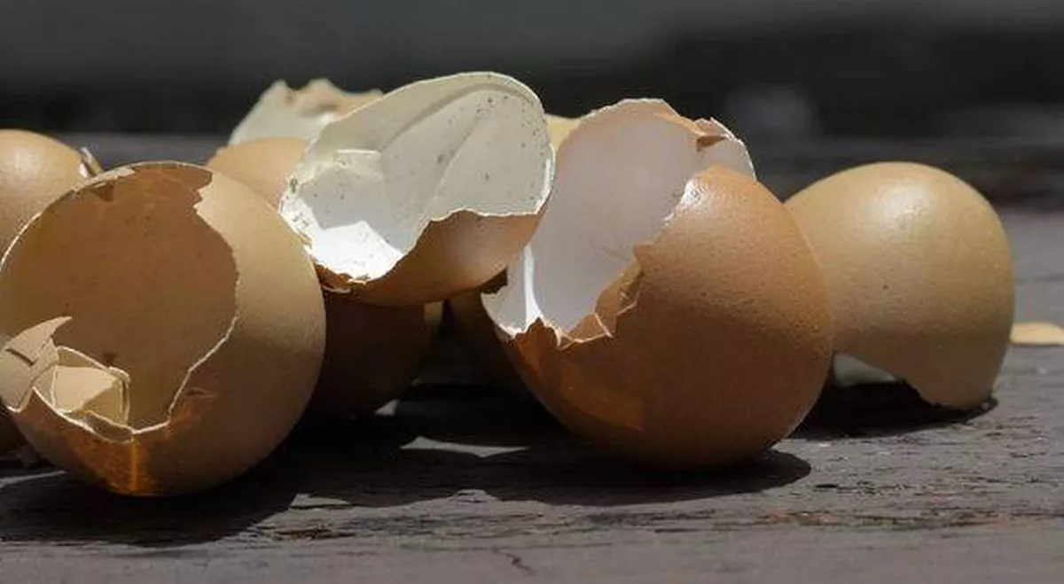 Organic crushed eggshells in wooden table for sustainable home gardening fertilizer
