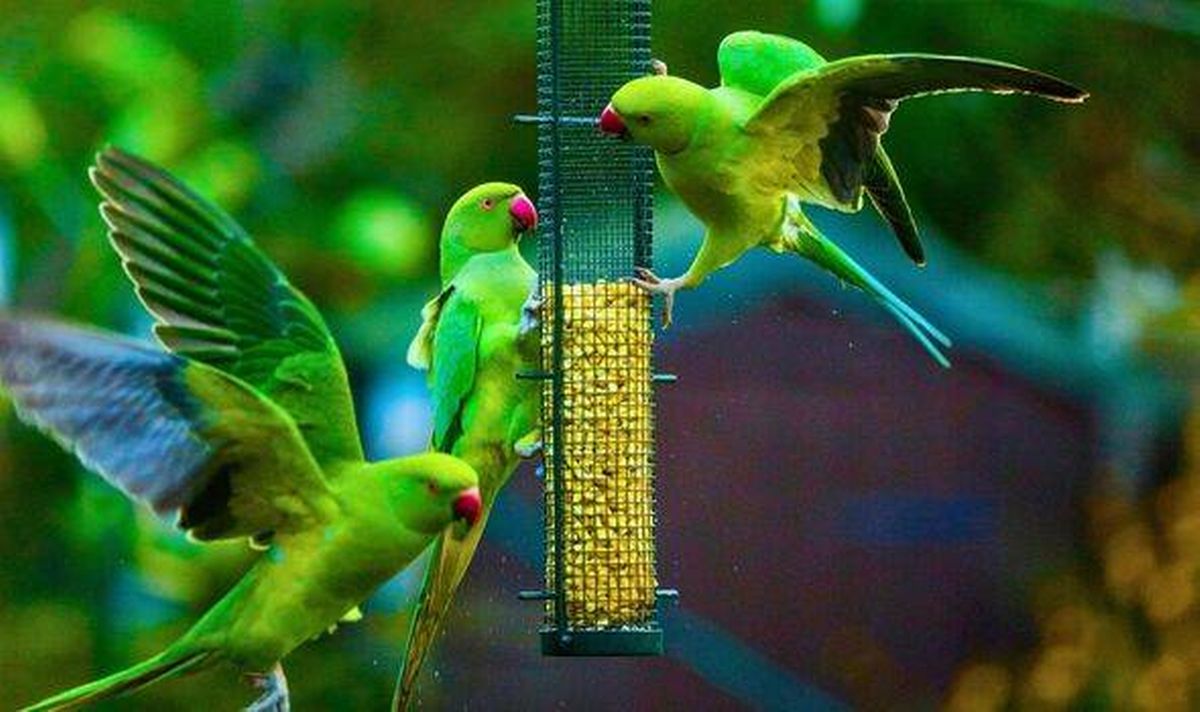 Parakeets around a birdfeeder.