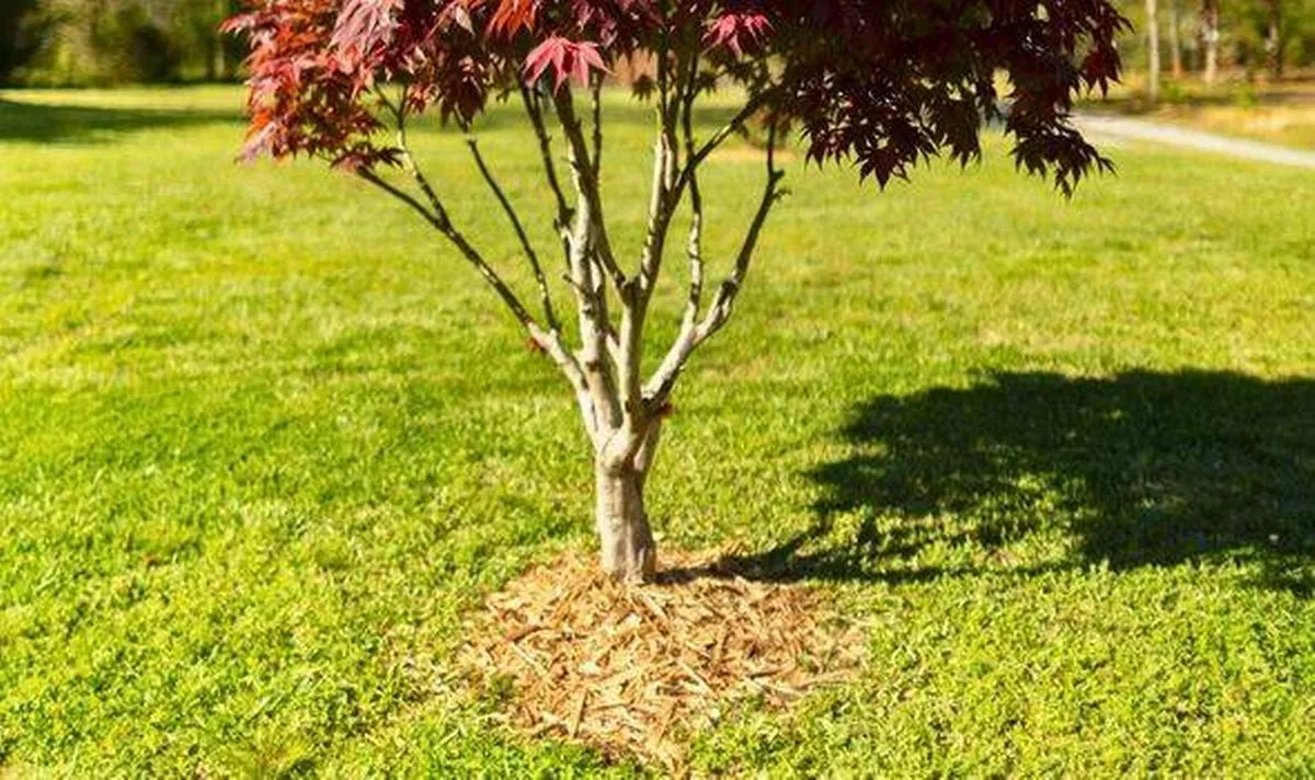 Picture of Japanese maple that has been mulched