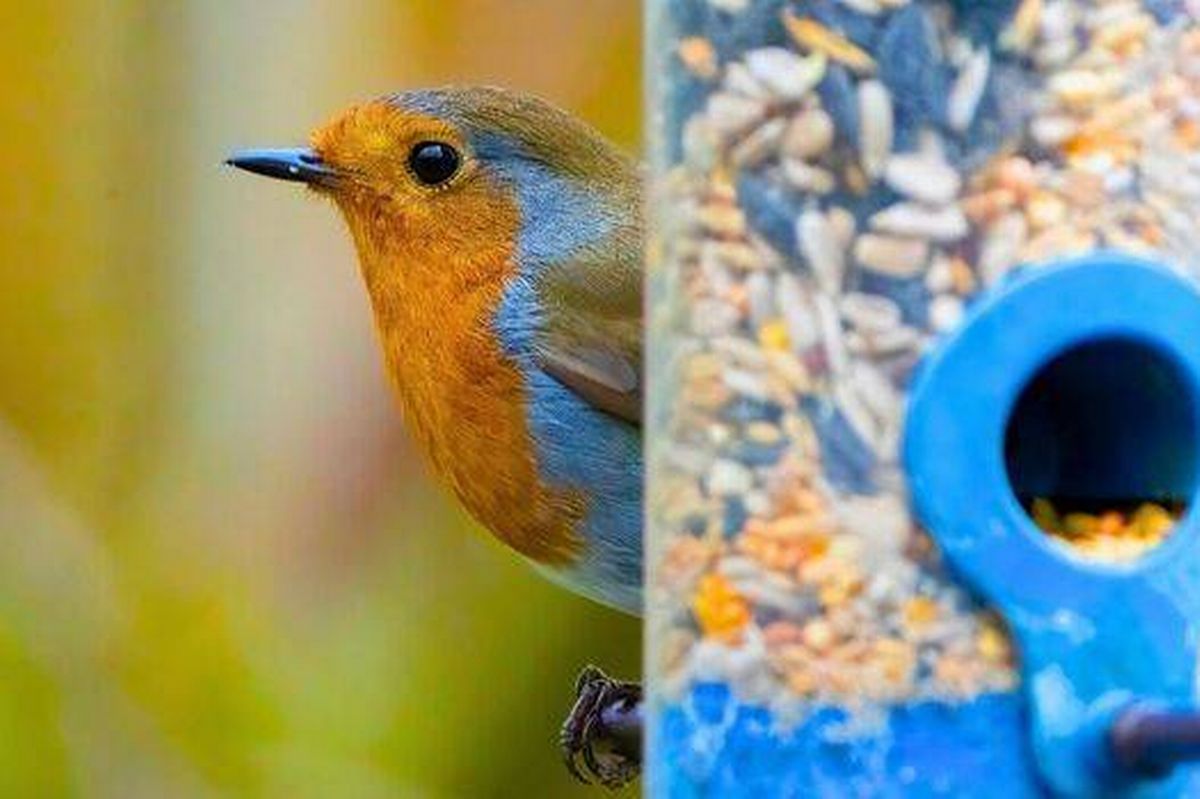 Picture of a robin next to a birdfeeder.