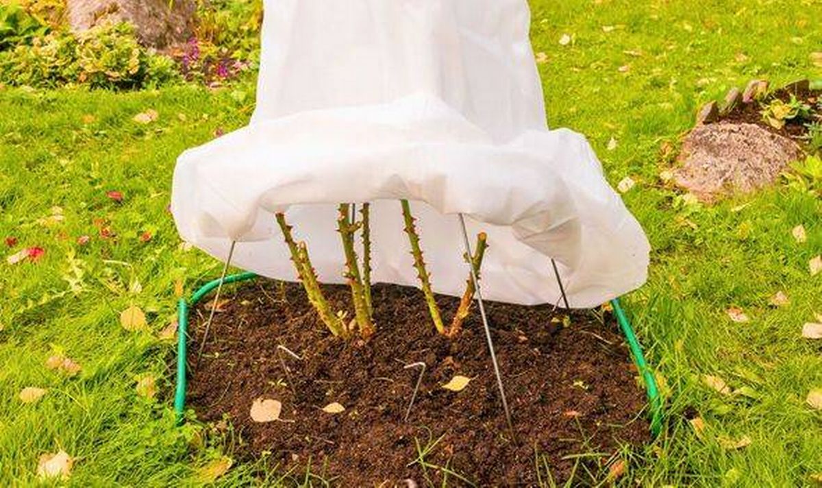 Picture of a rose hut