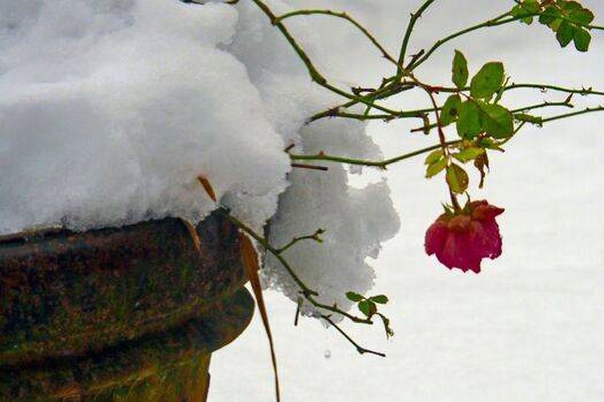 Picture of damage roses in winter