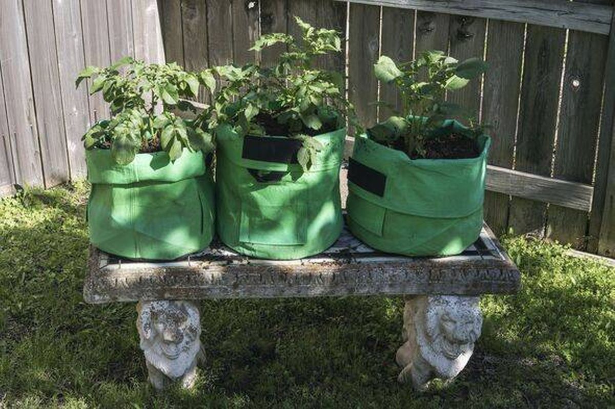 Potatoes in a Bag. Grow bags with soil are used for easier care and cultivation of potatoes.