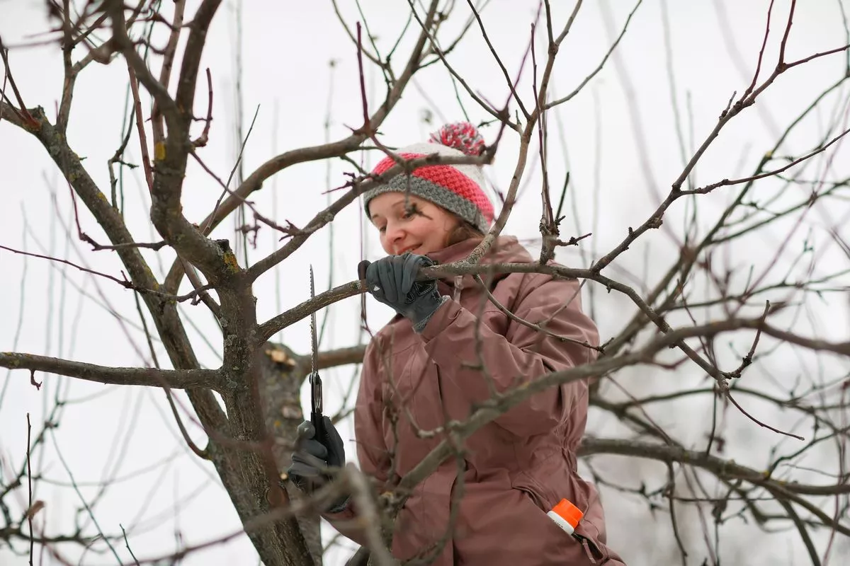 Woman gardener on apple tree cuts branches with hand saw.