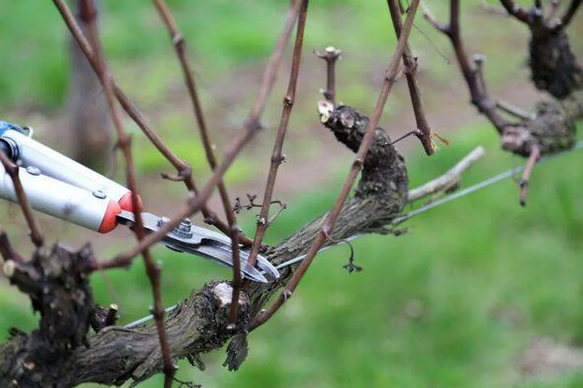 Pruning a tree in winter
