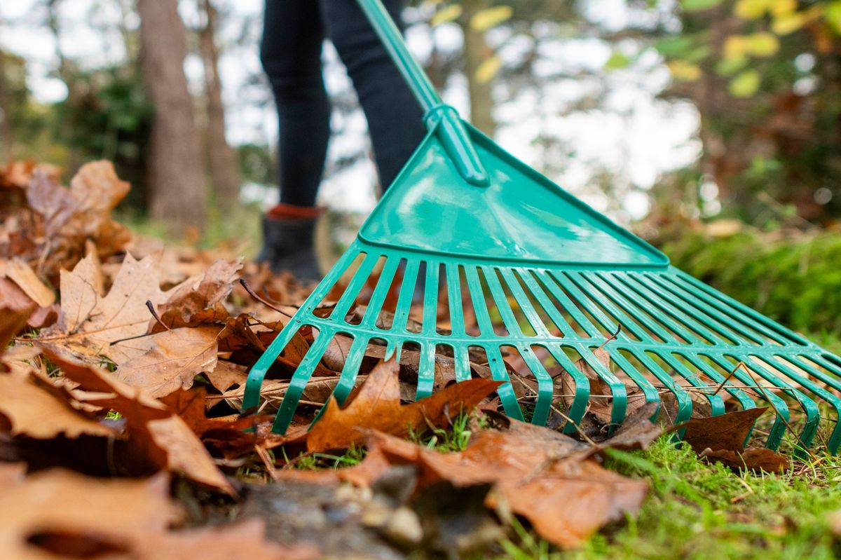 A woman rakes up a pile of autumn leaves in her back garden with a green plastic rake