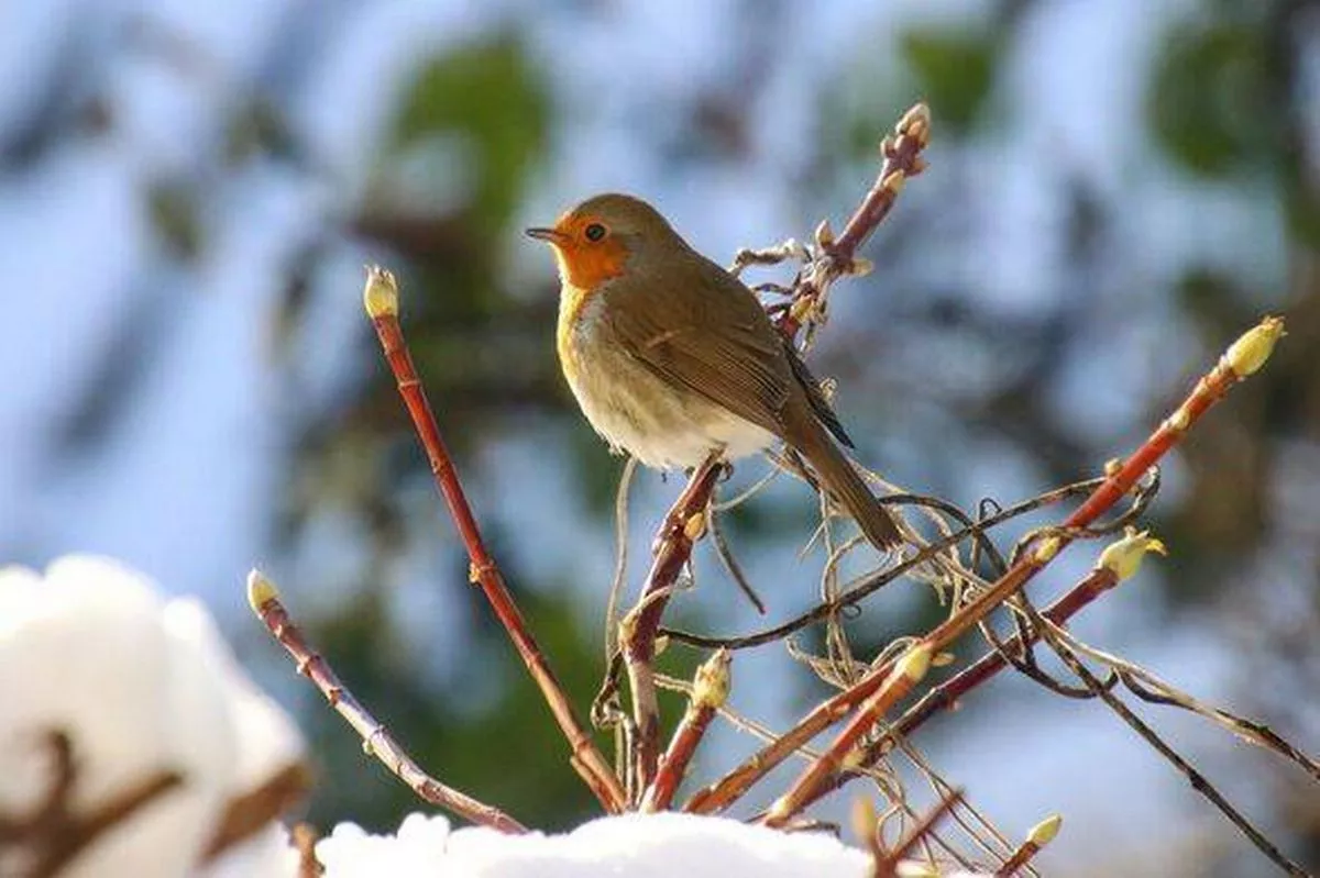 Robin bird in winter, perched on a branch.