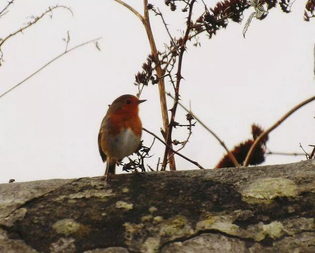 Robin on a wall