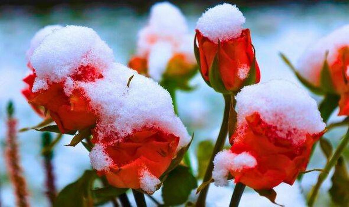 Roses will stay healthy and safe from snow if 1 simple item is placed on the ground