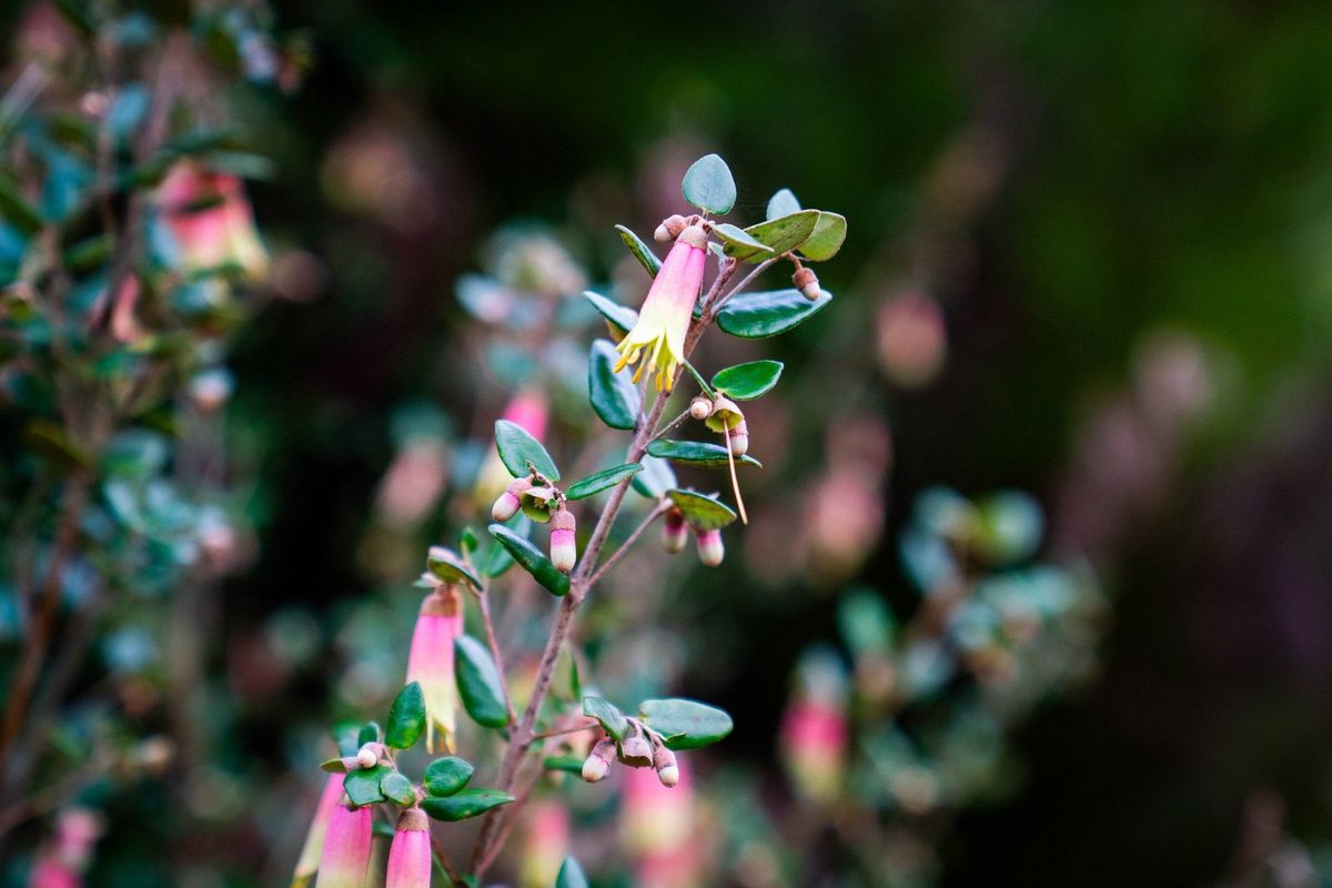 A close-up image showcasing a cluster of vibrant pink and yellow flowers with green leaves, possibly in a garden setting.