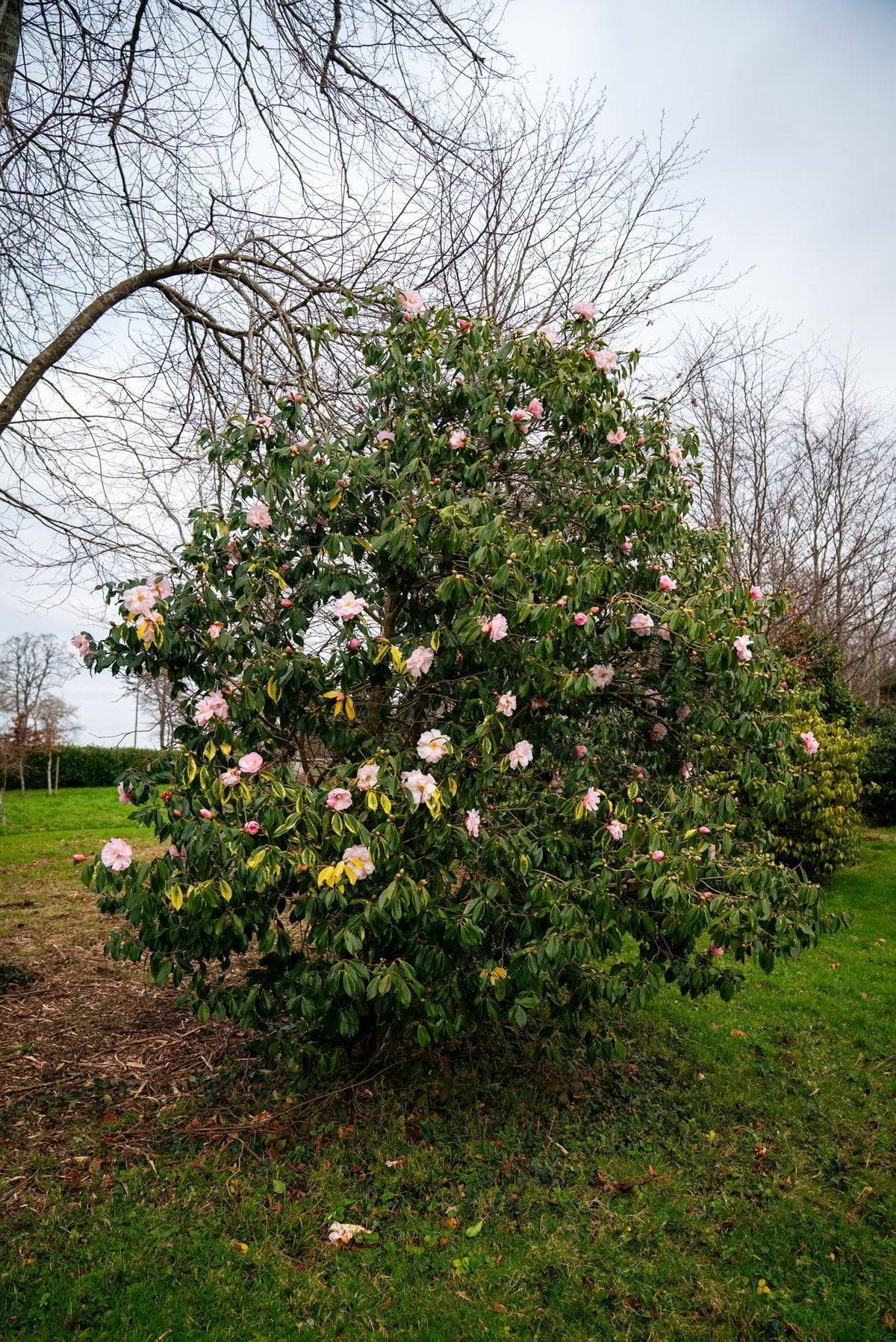 An image of a lush, evergreen shrub with a mix of vibrant pink and white blossoms, set against a backdrop of a grassy field and partially bare trees. The scene is captured in a natural, outdoor setting.