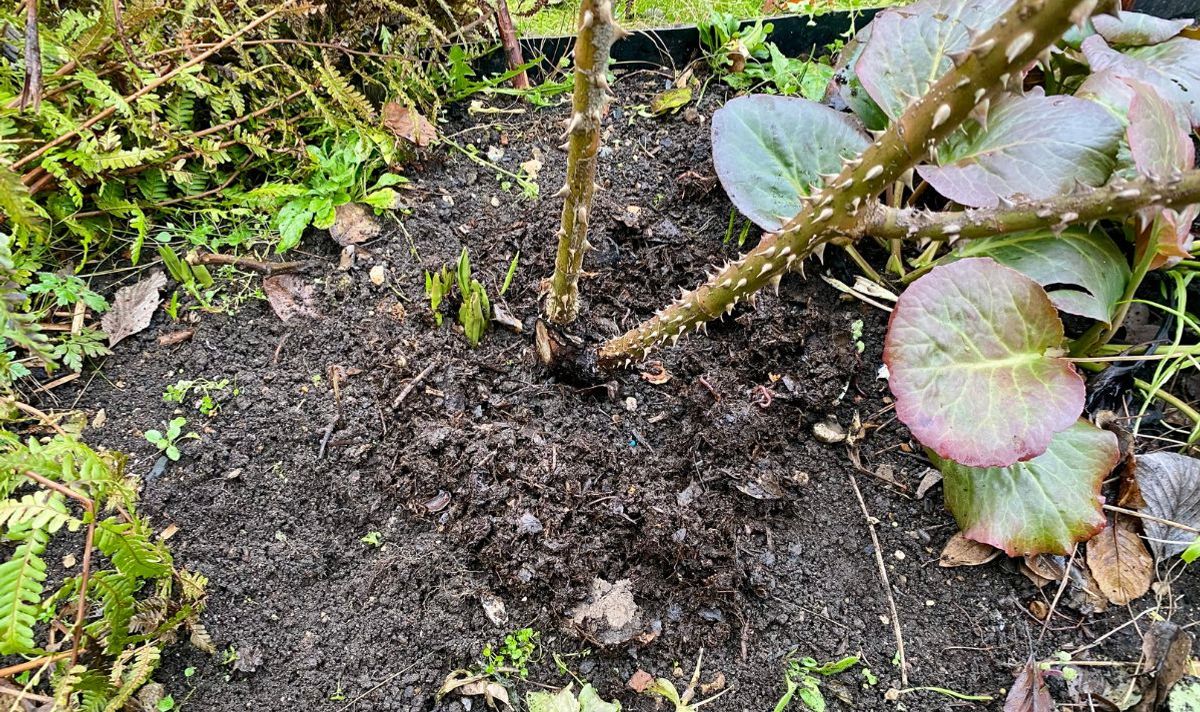 Garden compost added around rose plant
