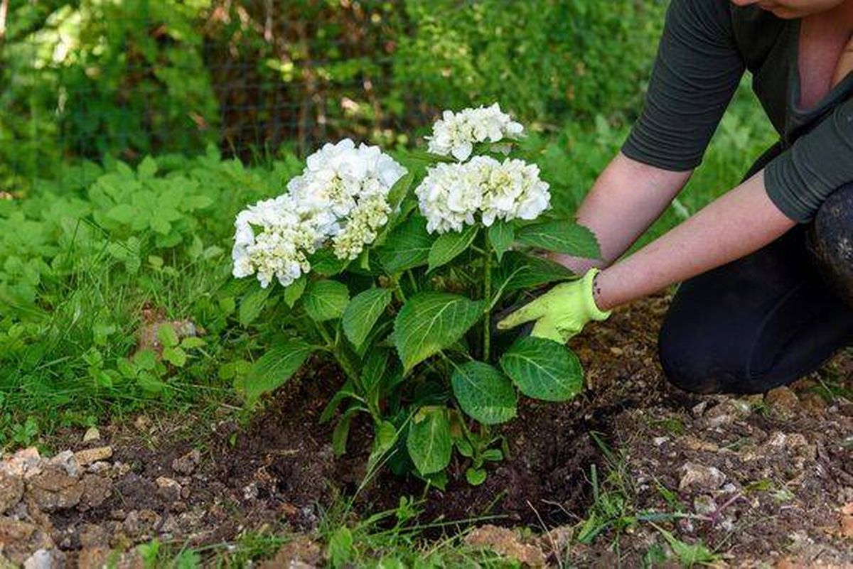 Woman tending to hydrangea plant