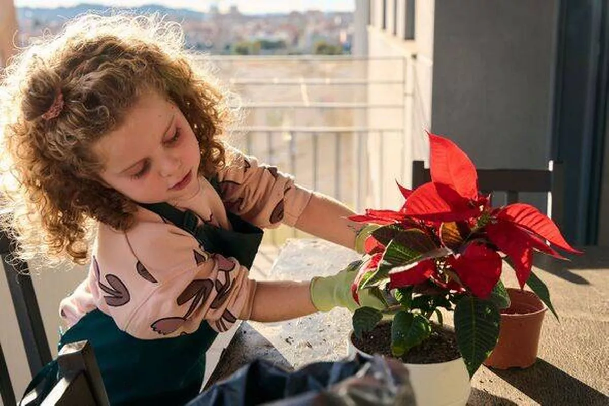 Young girl planting poinsettia on a sunny balcony