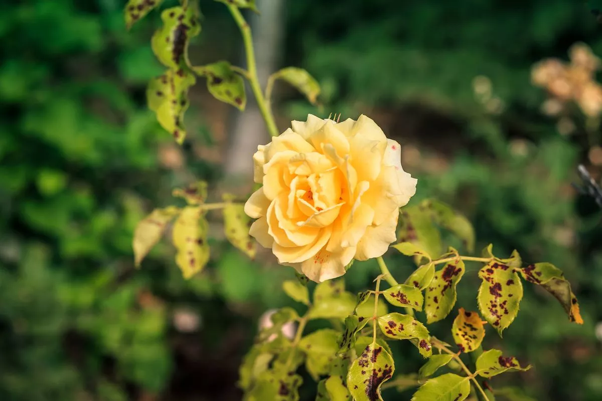 green background with beauty yellow rose and leaves with black spots