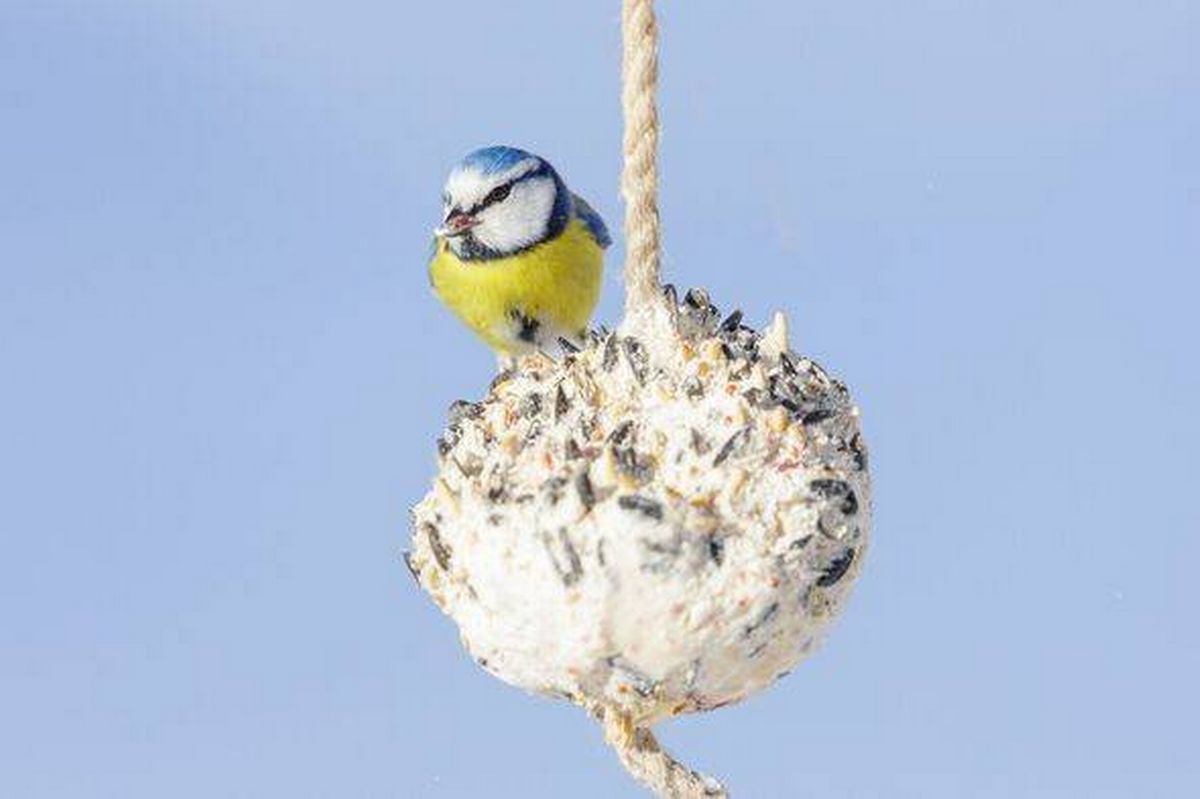 bird feeding on bird feeder with suet fat ball. Blue tit. Winter period