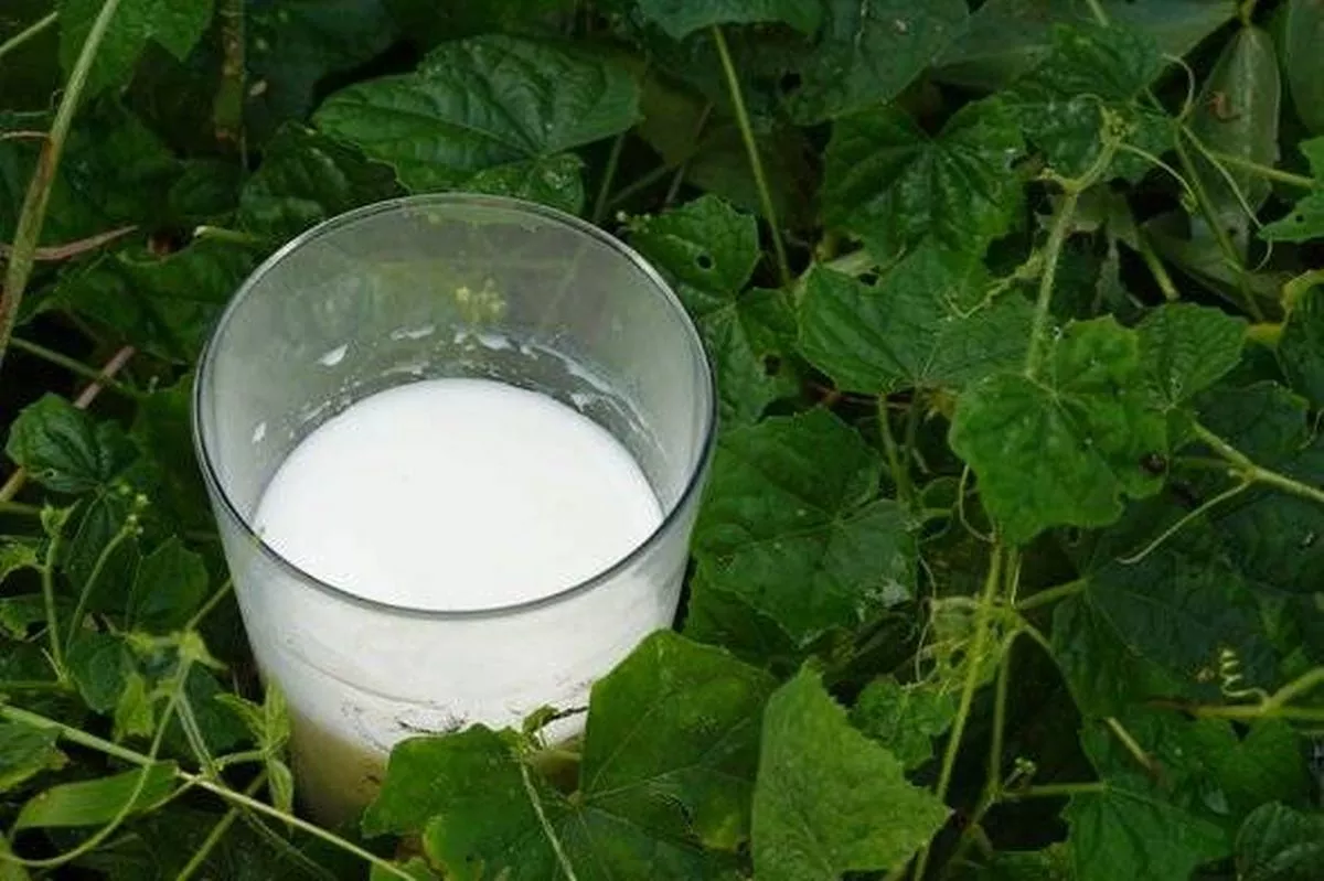 glass of milk for plants, use of milk in the backyard garden. tricks for the vegetable garden.